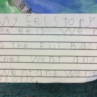 The eels went to the Fiji Basin. They went and they went and they went. By Otis
